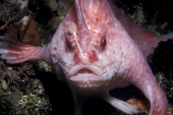 Raro pesce mano rosa avvistato in Tasmania dopo 22 anni