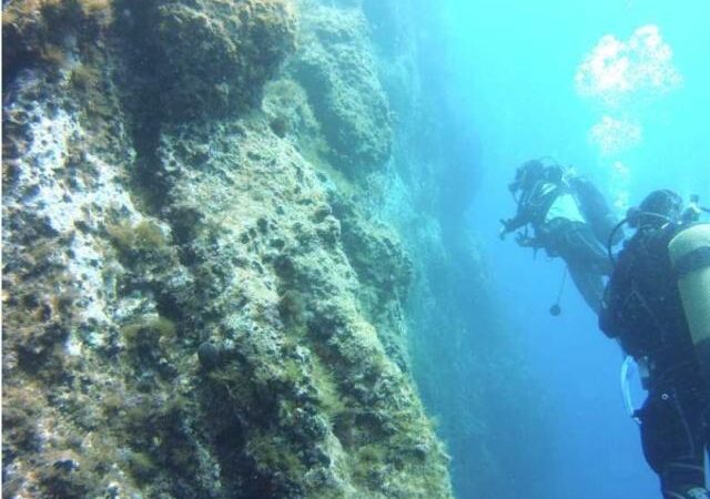 Sos per le foreste marine dei Faraglioni di Capri