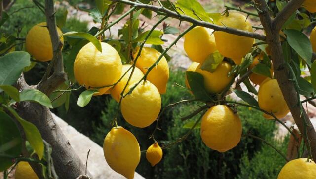 Montecorice, la proposta: piante di limoni per abbellire la frazione Cosentini:  Piantare alberi per un mondo più pulito,green, sano e sostenibile